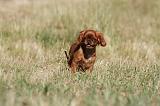 KING CHARLES SPANIEL 168